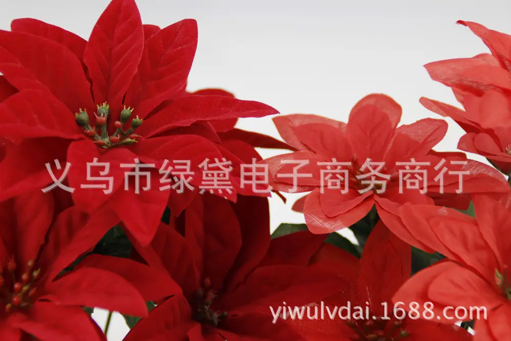 圣诞花