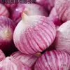 Ajo Púrpura de Yunnan de Cabeza Única 5 kg Ajo Fresco de Temporada de Cabeza Única, Ajo Nuevo de Piel Roja, Ajo Seco, Ajo de Cabeza Única Procesado Artesanal
