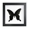Mariposa Real, Especie Preciosa de Verano, Mariposa Rara, Mariposa Pequeña de Cinta Verde, Adorno de Escritorio, Espécimen de Regalo, Pintura Decorativa, Espécimen de Mariposa