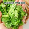 Fábrica al por mayor de lechuga deshidratada lechuga seca seca 10 kg / caja al por mayor al por mayor ensalada de hotel