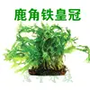 Paisaje para Acuario Crisantemo Verde Corona de la Corte Roja Tallo Agrietado por la Lluvia Plantas Acuáticas Medio Vivo y Colección de Fondo
