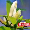 Dropshipping White Orchid Magnolia Sapling Flower Yellow Horn Orchid Plant Varanda Planta Verde Interna Fácil de Viver com Quatro Botões