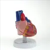 Modelo de Anatomía del Corazón (Grande Natural)/Estructura J33208 Equipo Experimental Biológico Equipo de Enseñanza para Escuela Secundaria