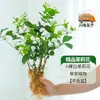Jasmim em Vaso Quatro Estações Perene Hidropônico com Botões, Flores, Florais e Plantas Verdes, Fácil de Manter em Escritórios Internos