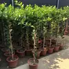 Plantas en Maceta de Limonero Árboles Verdes con Forma de Árbol para Interiores y Exteriores que Dan Fruto en Todas las Estaciones, Plantas Verdes Frutales para Consumo en Patio Balcón