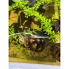Plantas aquáticas artificiais aquário tanque de tartaruga berçário de filhotes de tartaruga prevenir mordida na cauda prevenir lesão prevenir afogamento criação de tartarugas
