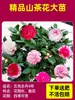 Planta de Camelia Xiangfei en Maceta con Capullos, Planta de Flor de Camelia Roja de Cinco Colores, Brotes de Camelia de Interior Fáciles de Cuidar