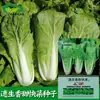 Sementes de Vegetais Doces e Rápidos Horta de Vegetais de Terreno Agrícola Varanda Folhas Espessas Macias Verdes Vegetais Rápidos Sementes de Vegetais