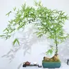 Bambu de folhas pequenas, produto acabado de pilha velha em vaso de bambu, planta verde de bambu para porta chinesa interna e externa, planta preguiçosa no norte
