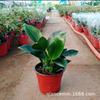 Diamante Dorado Planta Pequeña en Maceta Princesa Verde Hidropónica Oficina Perenne Planta Verde Flor de Interior Fácil de Vivir y Perenne Todo el Año