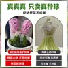 Venta al por mayor de fábrica Bulbos de jacinto Set hidropónico con botella Flores de cultivo en agua de invierno Plantas en maceta resistentes al frío Interior/Exterior