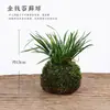 Vaso de Flor Bola de Musgo Bambu de Arroz Bandeja de Planta Hidropônica Calamus de Bambu de Arroz Vaso para Bonsai Samambaia Utensílios de Micro Mesa