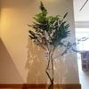 Galhos Frescos de Madeira de Cavalo, Bambu Sino Pendurado e Outras Plantas Verdes de Fácil Cuidado, Cultivados Hidroponicamente, para a Sala de Estar