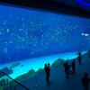 Proyecto de acuario con túnel submarino directo de fábrica
