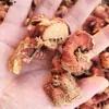 Galanga pequena inteira sem cortar, pedaços de gengibre do sul, pedaços de gengibre refrescantes, temperos para marinada, coleção de realçadores de sabor e temperos para uso doméstico