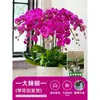 Orquídea Phalaenopsis con Vástagos Florales, Planta Grande en Maceta con Vástagos Florales Dobles, Planta de Interior Fácil de Cuidar, Planta en Maceta para Sala de Estar y Balcón