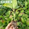 Semillas de Tomillo, Orégano, Romero, Semillas de Albahaca, Plantas Verdes, Limón Menta Comestible para Balcón en Todas las Estaciones