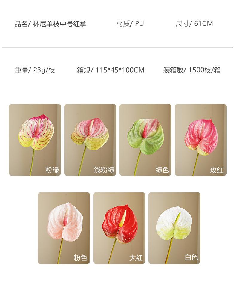 林尼单枝中号红掌_06.jpg