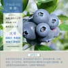 Mudas de Mirtilo F6 Esmeralda, Frutificação Dupla Temporada, Adequadas para Plantio em Regiões do Norte e do Sul, Mudas de Árvore Frutífera em Vasos Originais e Terra, Enviadas com Flores