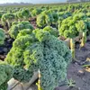 Semillas de Col Rizada Yanyou, Verdura de Crecimiento Rápido Resistente al Frío para Huerto y Granja, Semillas de Verduras de Hoja, Plantas en Maceta para Balcón para Sembrar en Todas las Estaciones
