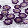 Mini rosa, flor seca natural en relieve, espécimen de planta, flor real, flor con gotas de pegamento, deflectores, material hecho a mano para niños