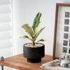 Foliagem Cômica Árvore da Borracha Planta de Interior Escritório Dormitório Planta Verde Fácil de Cuidar Folhas Coloridas Moderna Interessante Planta de Vaso para Mesa