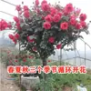 Arbusto de Rosas con Forma de Árbol de Paleta Multicolor para Balcón, Rosa de Árbol Viejo Estilo Europeo con Fragancia Fuerte, Florece en Todas las Estaciones, Adecuado para Jardín y Cultivo en Maceta