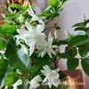 Planta en Maceta de Jazmín de Punta de Pluma Fuertemente Fragante para Interior, Balcón y Sala de Estar, Jazmín de Punta de Pluma de Flor Simple, Tallo Único, Planta Verde