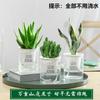 Aloe Vera en Maceta Interior Eliminación de Formaldehído Purificador de Aire Planta Verde Escritorio de Oficina Suculenta Fácil de Cultivar Flores y Cactus Todo el Año