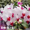 Las plántulas de Phalaenopsis son fáciles de cultivar en todas las estaciones. Plantas Verdes y Flores en Maceta para Balcón de Oficina en Interiores Fáciles de Cultivar