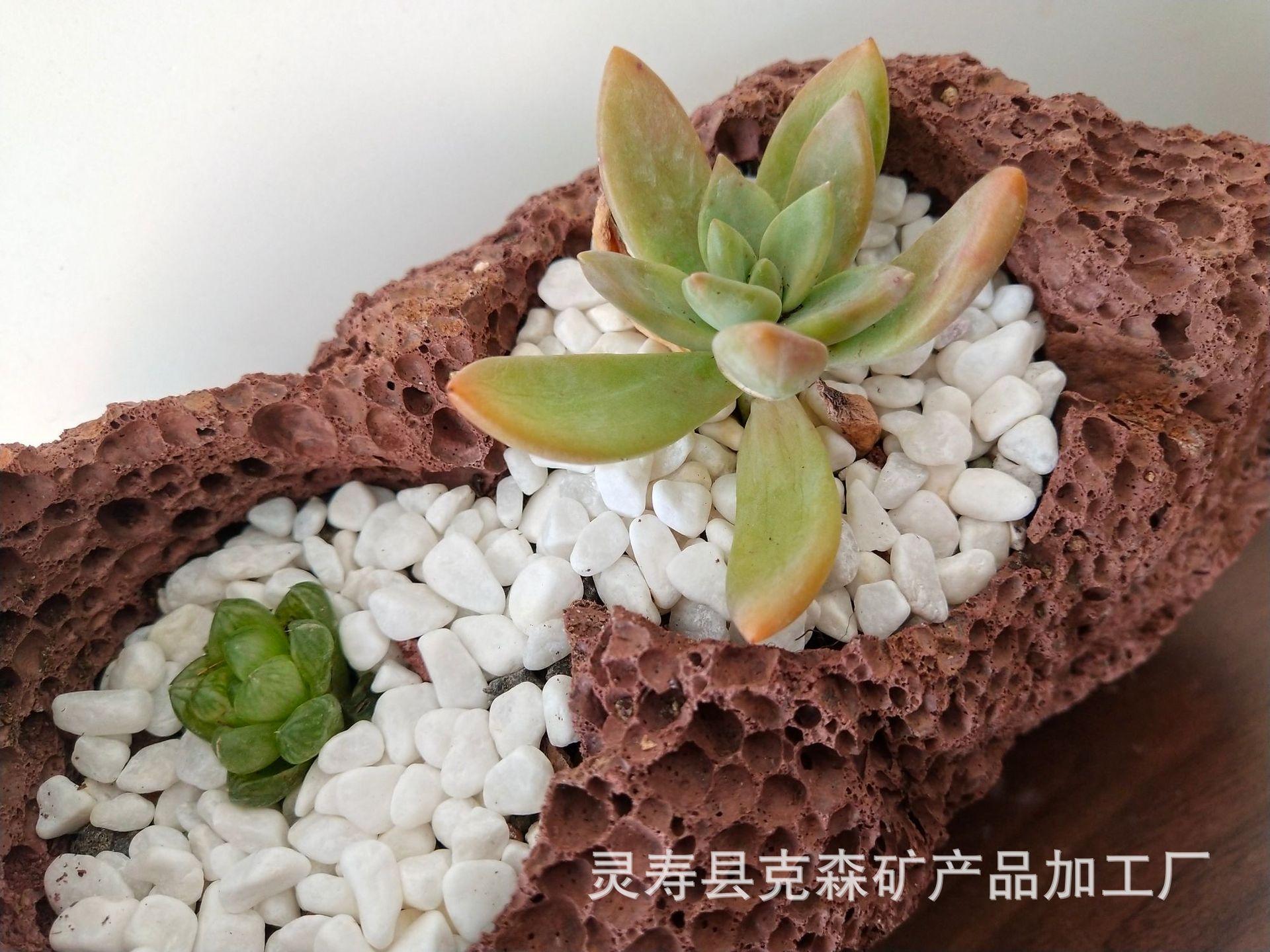 火山石多肉 (40)