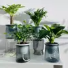 Plantas hidropônicas, plantas verdes de interior para o escritório, plantas em vaso para mesa, árvore da fortuna diamante dourado, planta pé-de-pato marian, fáceis de manter durante todo o ano