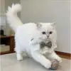 4 Peças de Gola de Renda para Cachorros Gatos, Gola Princesa Ajustável Macia com Laço de Veludo e Pérola, Adereço Fofo para Fotos de Pets para Todas as Estações