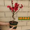 Planta de Durazno para Cumpleaños en Maceta Plántula de Flor de Durazno de Doble Pétalo Tronco Viejo Interior Exterior Balcón Bonsái Plantación en Suelo Durazno Ornamental Resistente al Frío