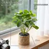 Ins hoja de cala fresca adorno decorativo sala de estar interior oficina escritorio planta en maceta flor artificial biomórfica planta verde