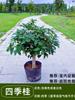 Un retoño de osmanthus, grandes flores de osmanthus de cuatro estaciones, elixir dorado del alto poste nativo del patio de agosto, pabellón Tianxiang Shen