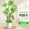 Forma Pie de Pato Madera Sala de Estar Maceta Grande Planta Verde Interior Sala de Estar Grande de Pie Flor Real Pila Vieja Pie de Pato Madera