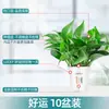 Plantas de Potos en Maceta Florales Plantas Verdes de Interior Absorben Formaldehído Plantas Hidropónicas Purifican el Aire Plantas de Potos en Maceta Venta al por Mayor