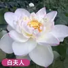 Venta al por mayor de plantas ornamentales en maceta, semillas de loto y nenúfar cultivadas en agua, semillas de flor de loto de cuenco y nenúfar para estanques hidropónicos