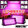 Lámpara de Crecimiento de Plantas LED de Espectro Completo con 50 LEDs para Invernadero, Macetas y Cultivo de Plantas, Lámpara para Plantas que Promueve el Crecimiento