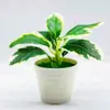 Bonsai Simulado Plantas Artificiais Enfeites Mesa Gabinete de TV Plantas Verdes Decoração de Escritório Enfeites Pousada Plantas em Vasos Atacado