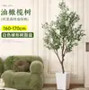 Planta de olivo en maceta para sala de estar interior, esquejes reales, planta grande en maceta, fácil de cuidar, adecuada para inauguración de casa y mudanza