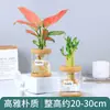 Plantas Hidropónicas Favoritas de los Agricultores Bonsái de Escritorio Plantas Verdes Planta Roja de la Suerte Plantas Pequeñas en Maceta Escritorio de Oficina Plantas Verdes Pequeñas Fáciles de Cuidar