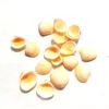 Cientos de Tipos de Conchas Naturales Mixtas y Caracolas para Manualidades DIY, Marcos de Fotos y Decoraciones de Acuarios. Conchas de Caracol Pequeñas