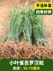 Dropshipping Mudas de Podocarpus Mudas em Vasos Pequena Língua de Pardal Ouro Diamante Podocarpus Estilo Jardim Árvore Pinheiro Acolhedor