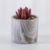 Directo de fábrica maceta para planta carnosa personalizable gruesa certificación BSCI exportación escritorio Balcón decoración