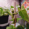 Suporte para planta hidropônica, companheiro de crescimento de plantas, recipiente hidropônico, suporte para plantas, suporte de decoração de mesa, grampo