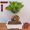 Mudas de Bonsai de Tronco de Árvore Perene de Quatro Estações Plantas de Interior Ginseng Banyan Ficus de Folha Pequena Árvore em Vaso Novo Trigo Artificial Resistente ao Frio Taibo