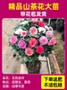 Planta de Camelia Xiangfei en Maceta con Capullos, Planta de Flor de Camelia Roja de Cinco Colores, Brotes de Camelia de Interior Fáciles de Cuidar
