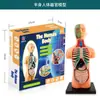 Ventas Directas de Fábrica Modelo del Cuerpo Humano Juguetes para Niños Ciencia Cognitiva Stem Rompecabezas Educativo Ensamblaje de Órganos Estructura Ósea del Esqueleto